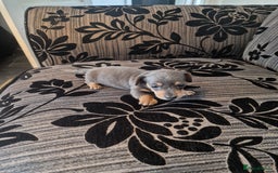 Miniature Dachshund dogs for sale: Adorable Miniture Dachshund  in Paignton - Image 7
