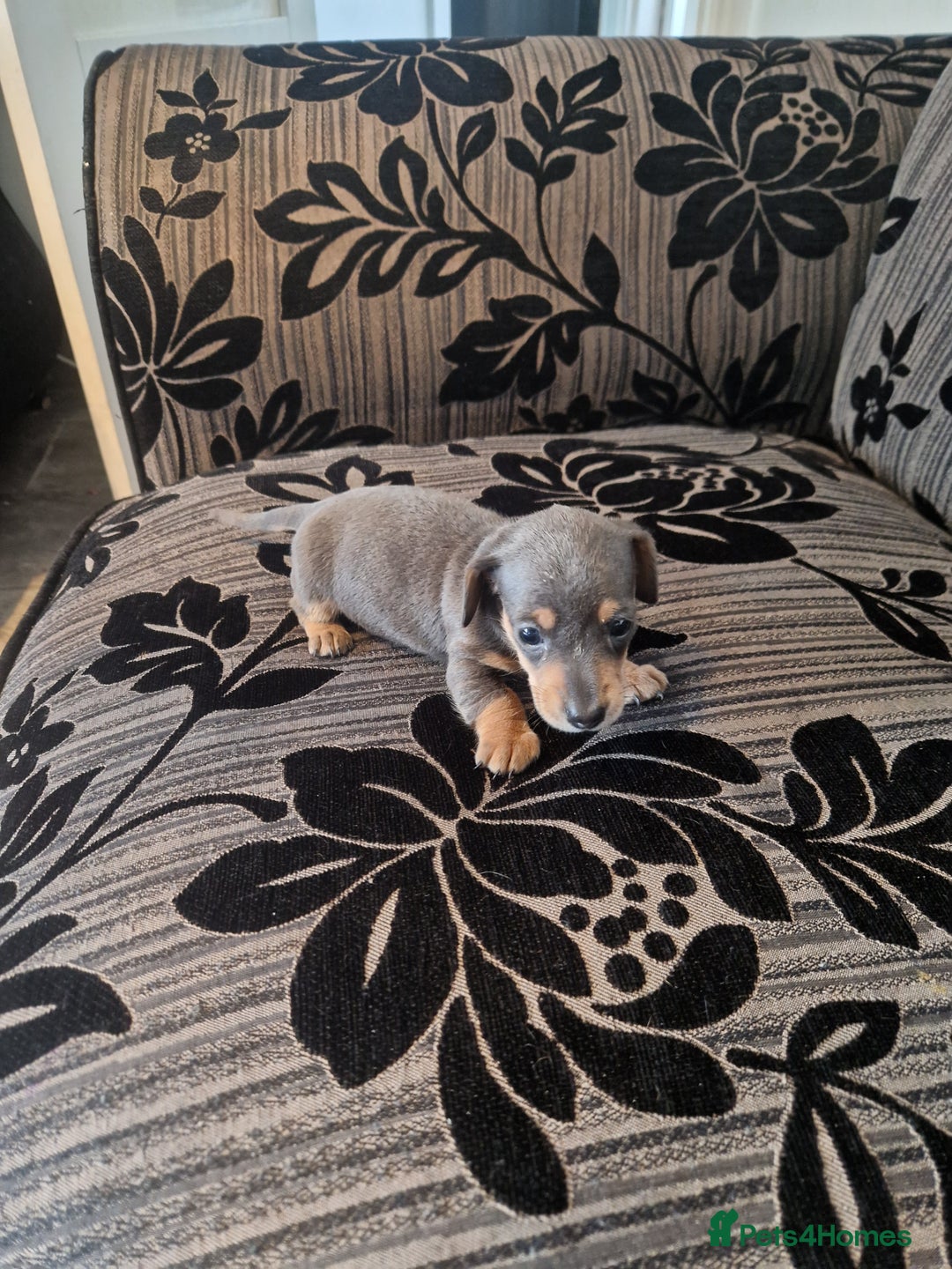 Miniature Dachshund dogs for sale: Adorable Miniture Dachshund  in Paignton - Image 7
