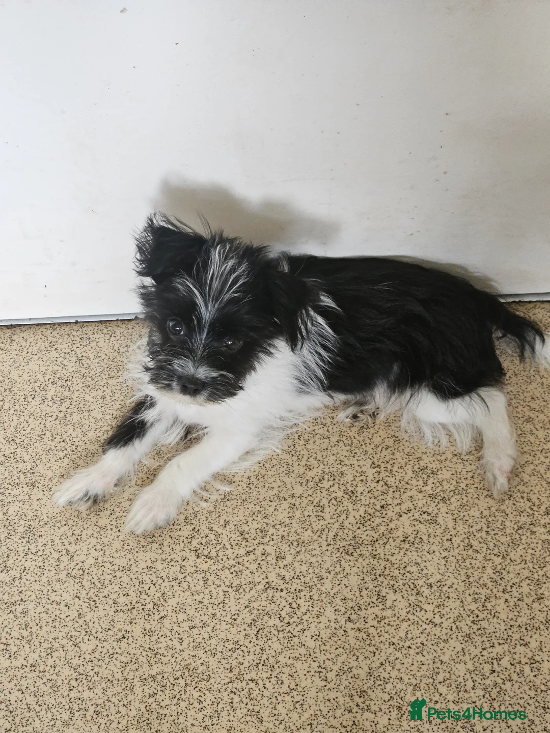Yorkshire Terrier dogs for sale: DNA tested parents Biewer boy - Advert 2