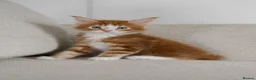 Maine Coon cats for sale: 5 Beautiful Russian Import Kittens TICA - Advert 20