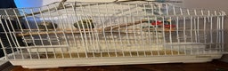 Budgerigars birds for sale: 2 x Budgies and cage - Advert 3