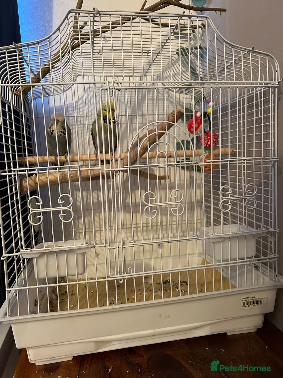 Budgerigars birds for sale: 2 x Budgies and cage - Advert 3