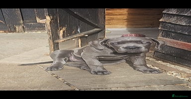 Cane Corso dogs in Stevenage - Advert 4