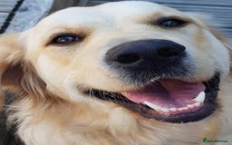 Golden Retriever dogs for sale: Outstanding Golden Retriever Puppies - Image 14