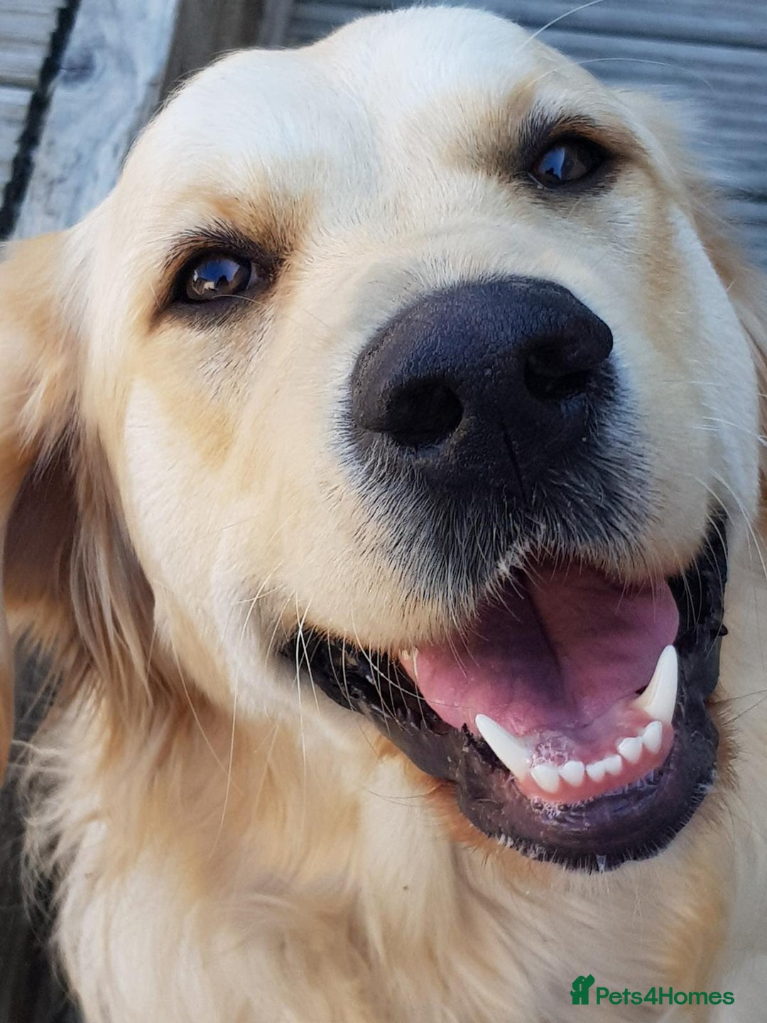 Golden Retriever dogs for sale: Outstanding Golden Retriever Puppies - Image 14