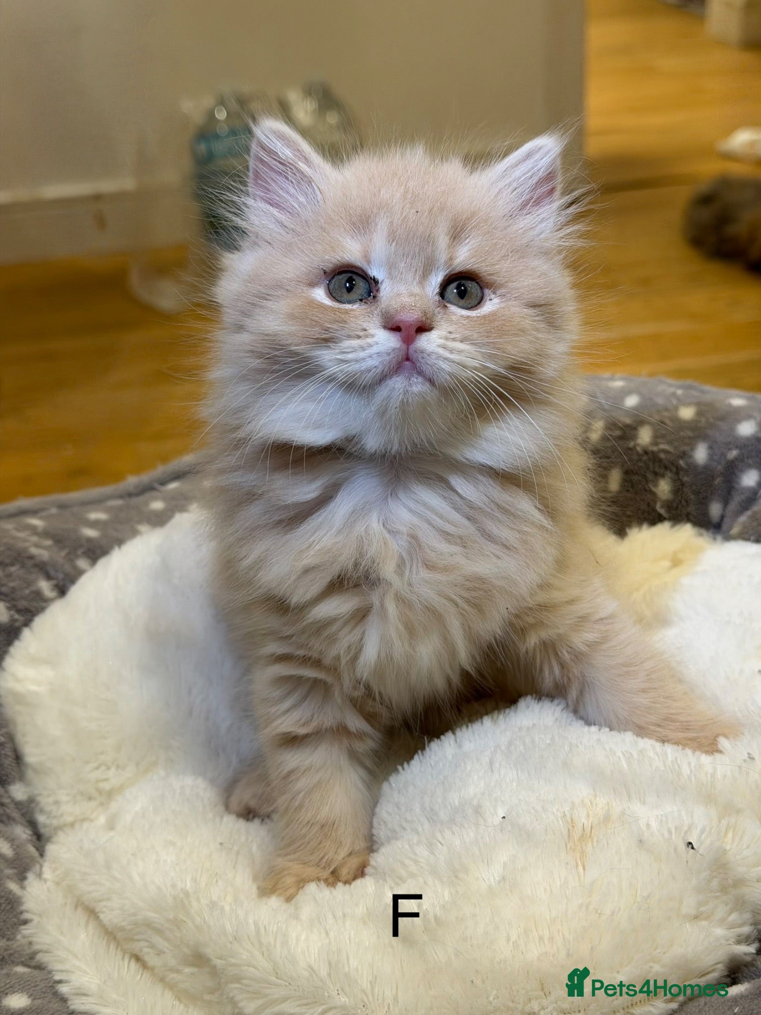 Ragdoll cats Ragdoll kittens  - Advert 3