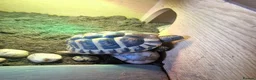 Tortoise reptiles for sale: 2 x Hermann Tortoises / table and cabinet - Advert 4