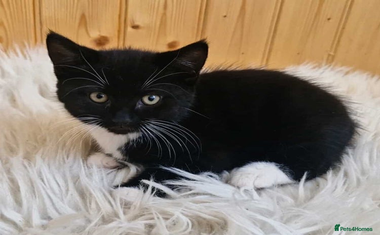 Domestic Shorthair cats - Advert 2