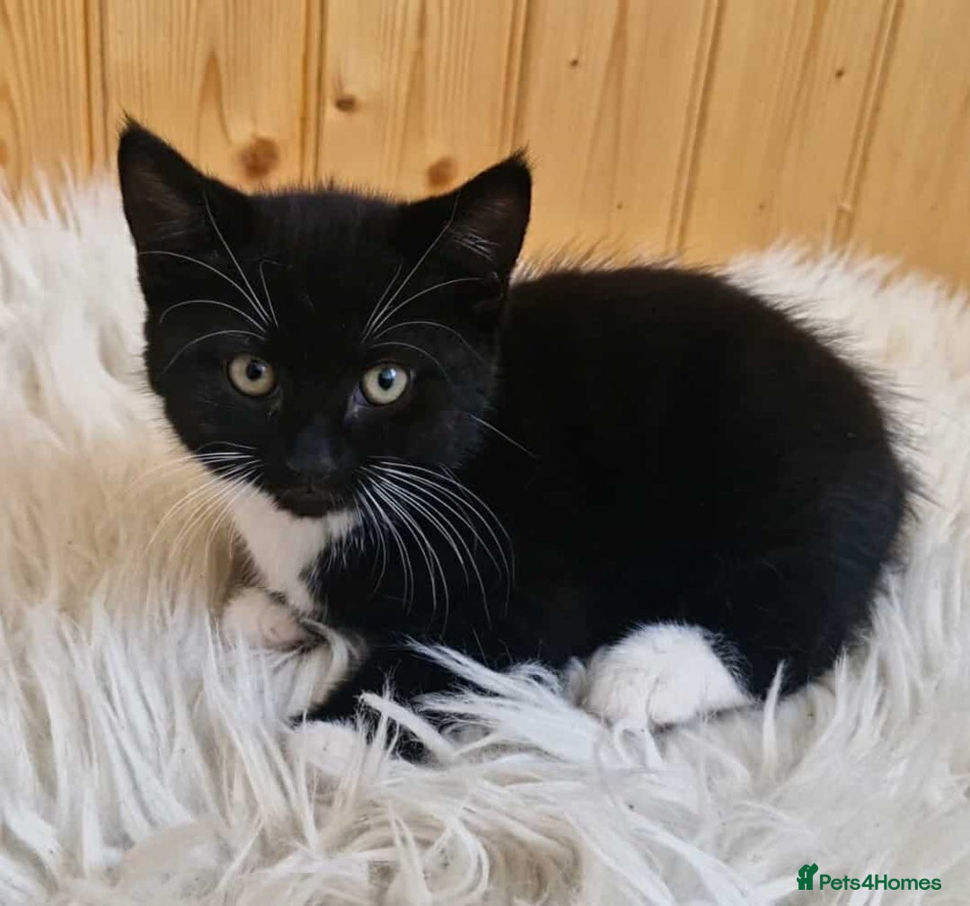 Domestic Shorthair cats for sale: Adorable Tuxedo Kitten for sale - Image 1