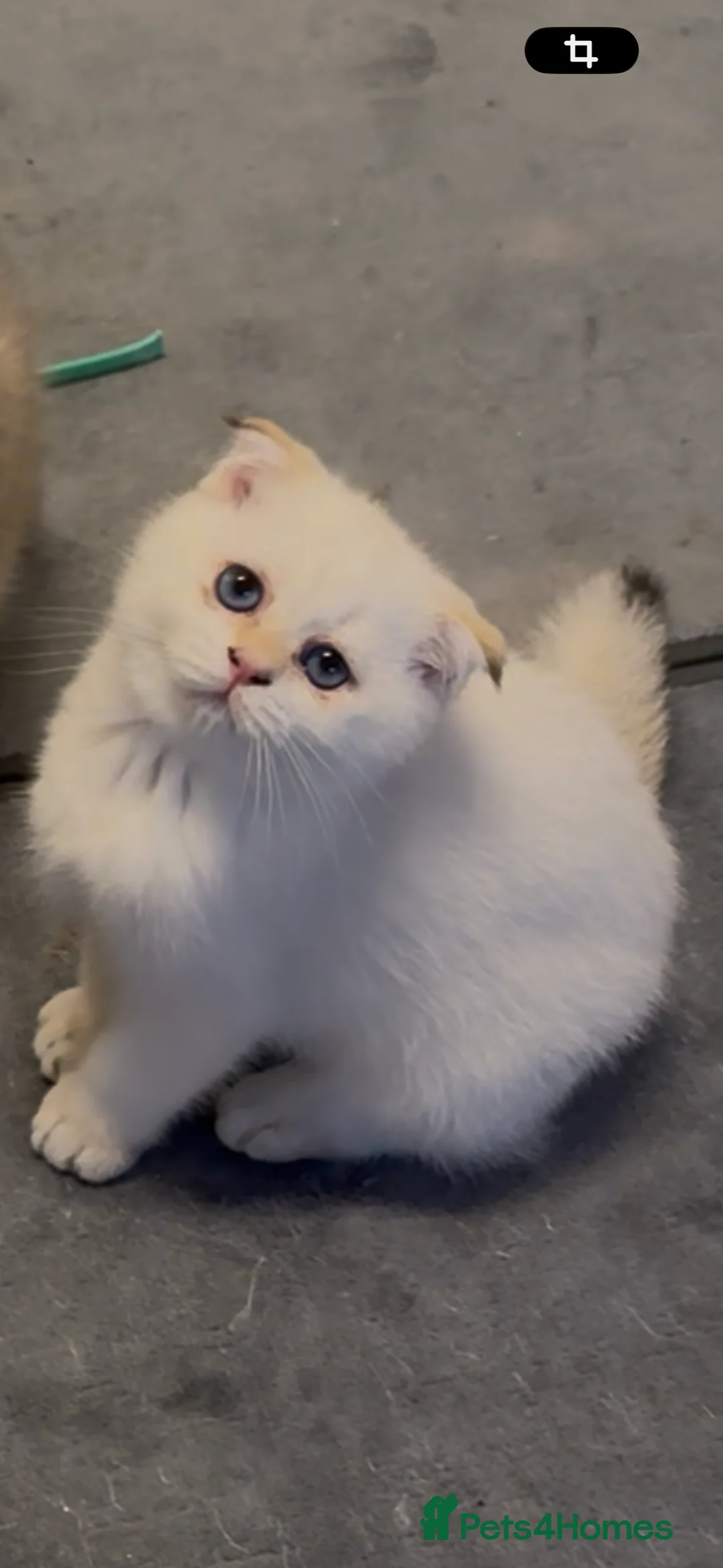 Scottish Fold cats for sale: Scottish Fold and Straight purebreds Kittens - Advert 14