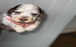 Sprocker dogs for sale: Sprocker puppies - Image 26