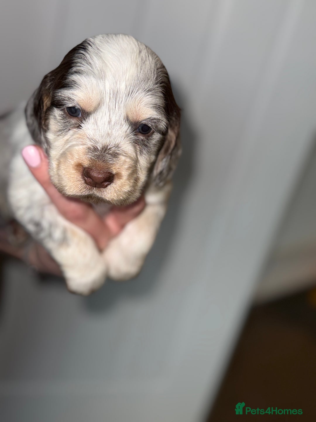 Sprocker dogs for sale: Sprocker puppies - Image 26