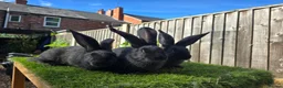 Mixed Breed rabbits for sale: Rabbit Babies Looking for Their Forever Homes! 🐰 - Advert 3
