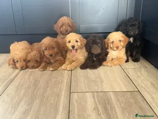 Cockapoo dogs Cockapoo pups ready now - Advert 2