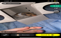 Worms invertebrates for sale: syrain hamster  - Image 4