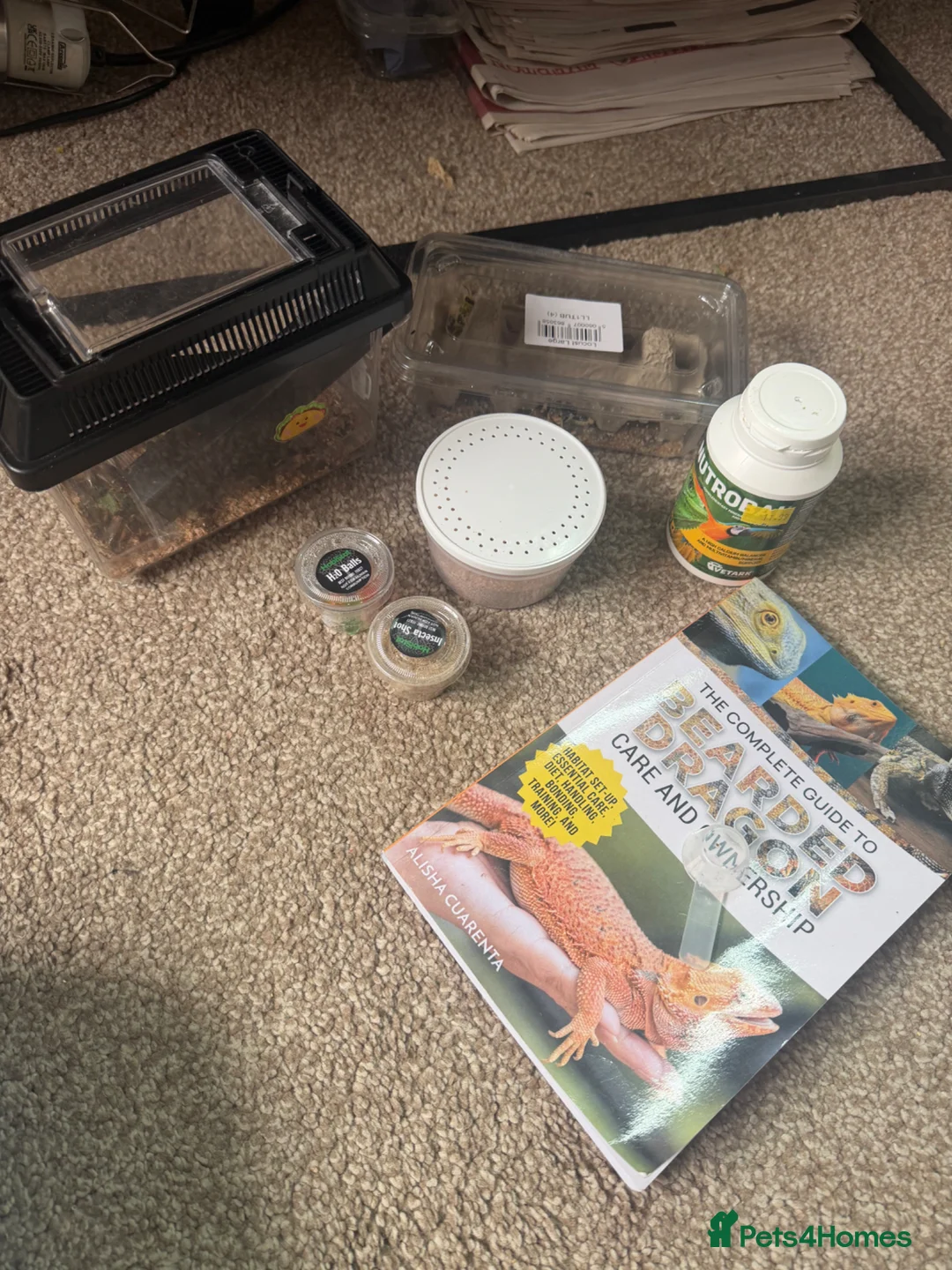 Bearded Dragon reptiles for sale: Bearded Dragon  - Advert 11