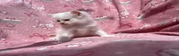 Ragdoll cats for sale: Beautiful mink & traditional ragdoll kittens  - Advert 35
