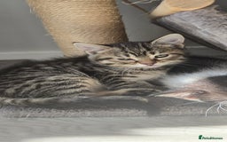 Mixed Breed cats for sale: 7 beautiful babies, 2 black/white are polydactyl  - Image 19