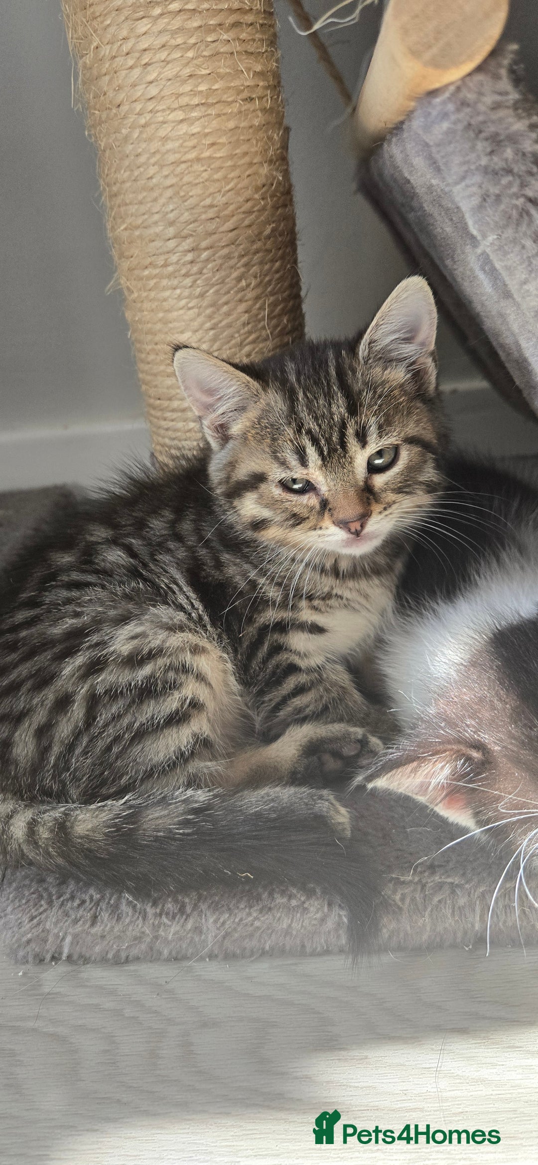Mixed Breed cats for sale: 7 beautiful babies, 2 black/white are polydactyl  - Image 19