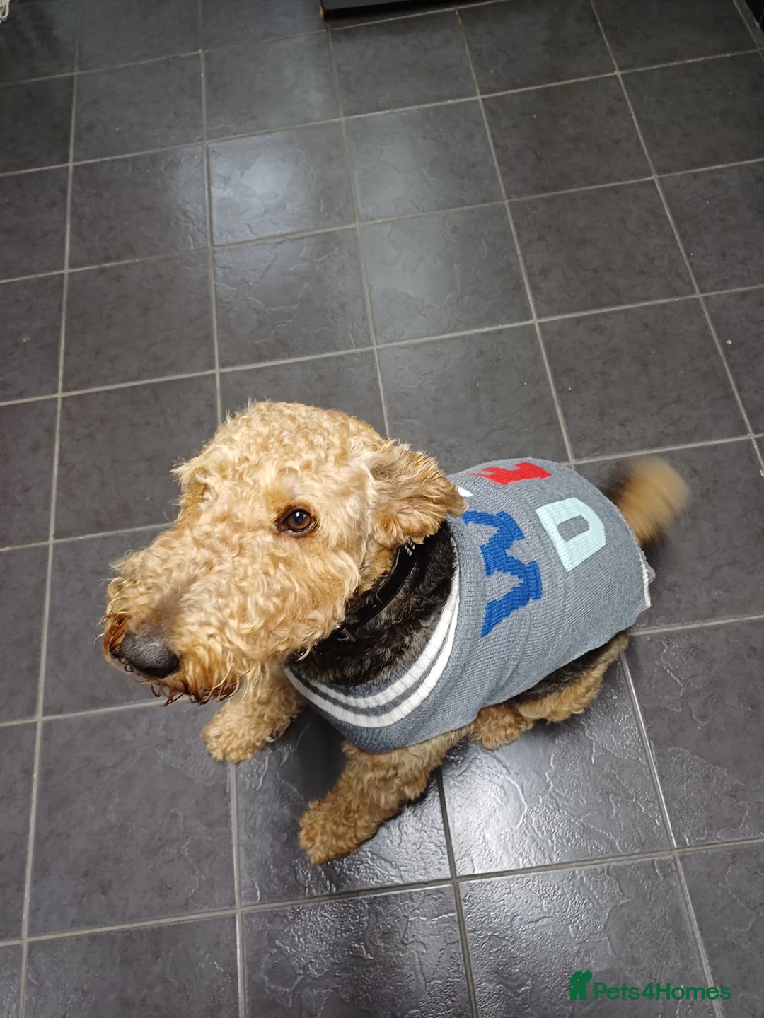 Airedale Terrier dogs for sale: Airedale terrier puppies  in Preston - Advert 2