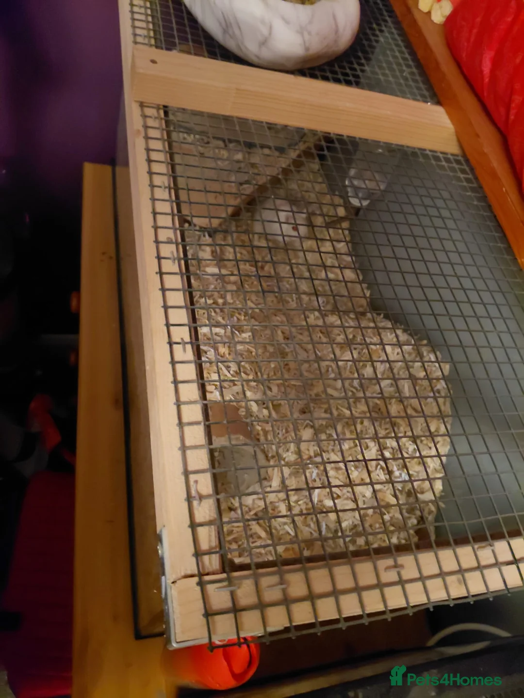 Gerbil rodents for sale: 2x male gerbils and tank  - Advert 7