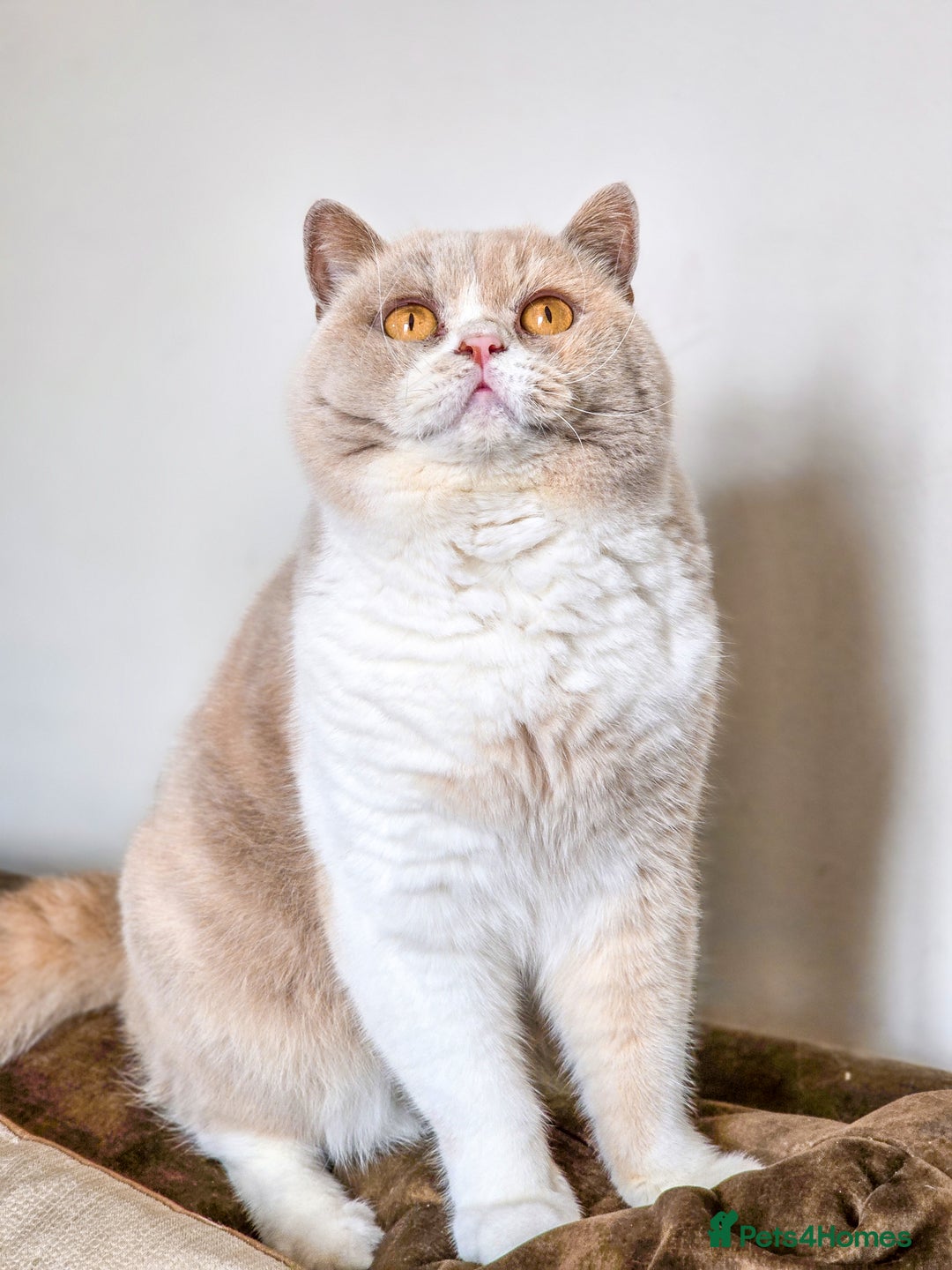 British Shorthair cats for sale: Retired fawn tortie + white British Shorthair  - Image 6