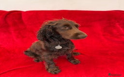 Cocker Spaniel dogs for sale: Working cocker spaniel puppies - Only 3x pups left - Image 13