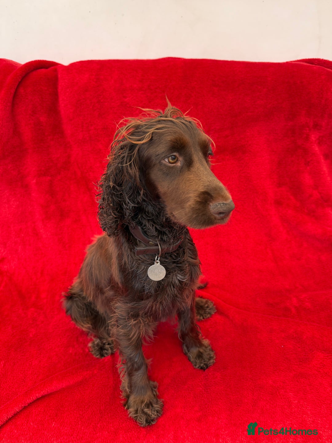 Cocker Spaniel dogs for sale: Working cocker spaniel puppies - Only 3x pups left - Image 13