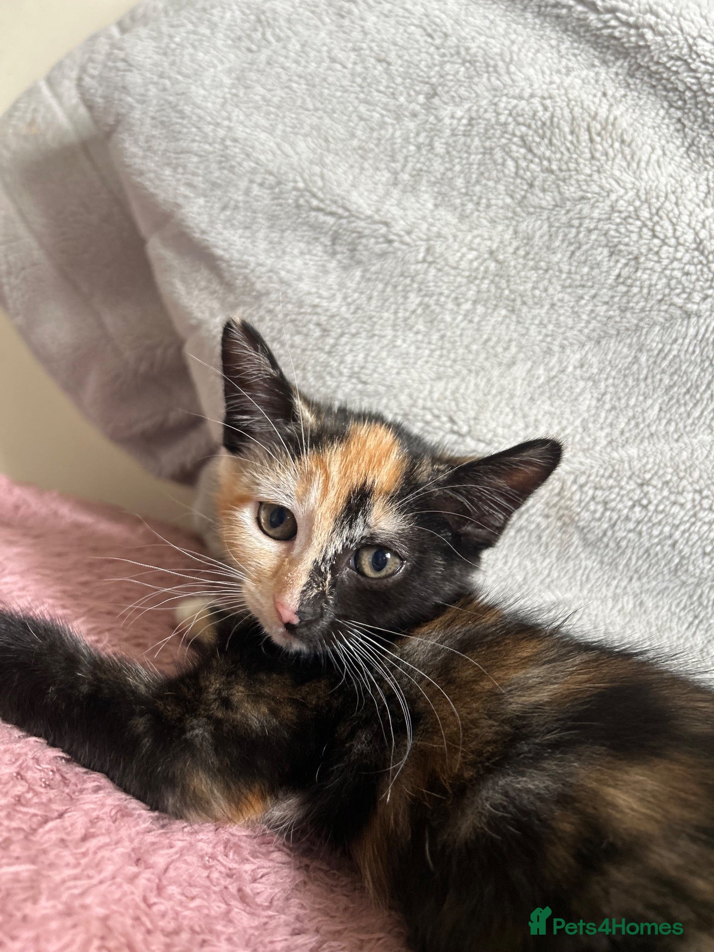 Mixed Breed cats 2 kittens 1 female 1 male  - Advert 5