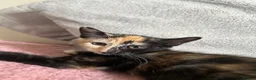 Mixed Breed cats for sale: 2 kittens 1 female 1 male  - Advert 1