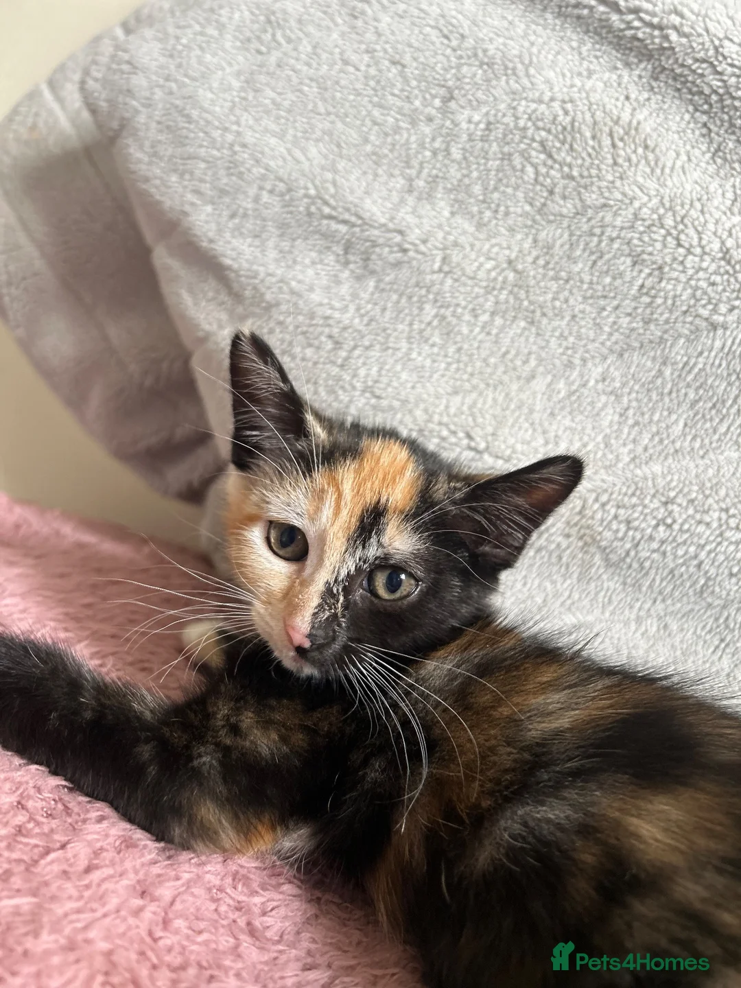 Mixed Breed cats for sale: 2 kittens 1 female 1 male  - Advert 1