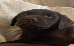 Labrador Retriever dogs for sale: Black Labrador puppies - Image 6