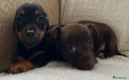 Jack Russell dogs for sale: Miniature Jack Russel’s - Image 8