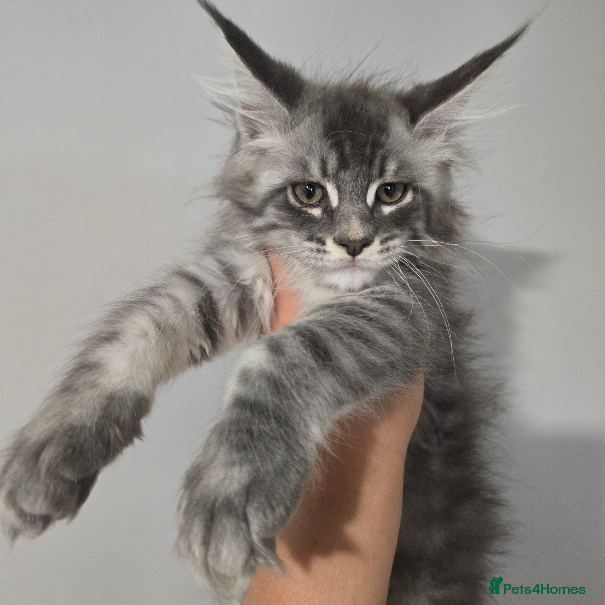 Maine Coon cats tica registered females mainecoon shaded line - Advert 13
