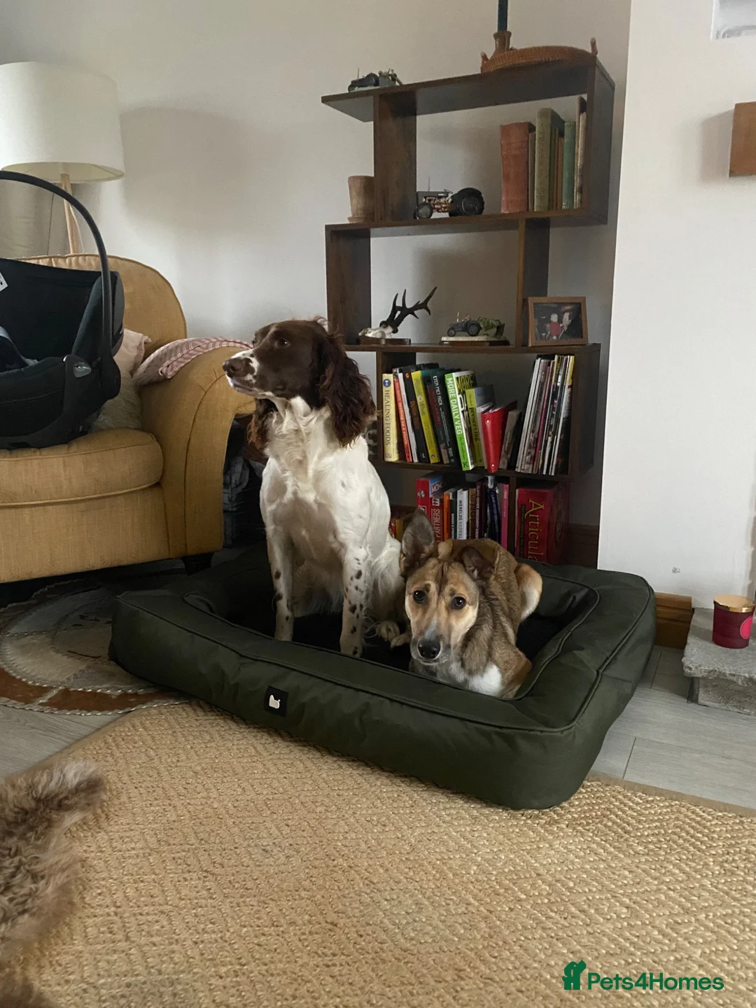 Mixed Breed dogs for sale: Beautiful 2‑Year‑Old Collie × Kelpie Female in Grange-over-Sands - Advert 5