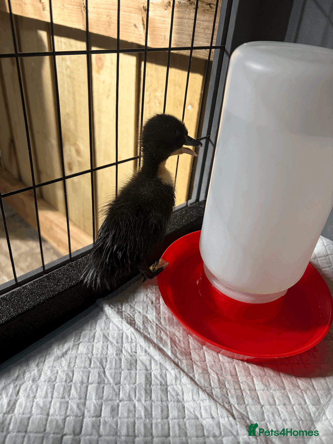 Mixed Breed poultry for sale: Mixed breed ducks  in Braintree - Advert 5