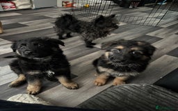 German Shepherd dogs for sale: Beautiful black/tan German shepherd pups for sale  - Image 19