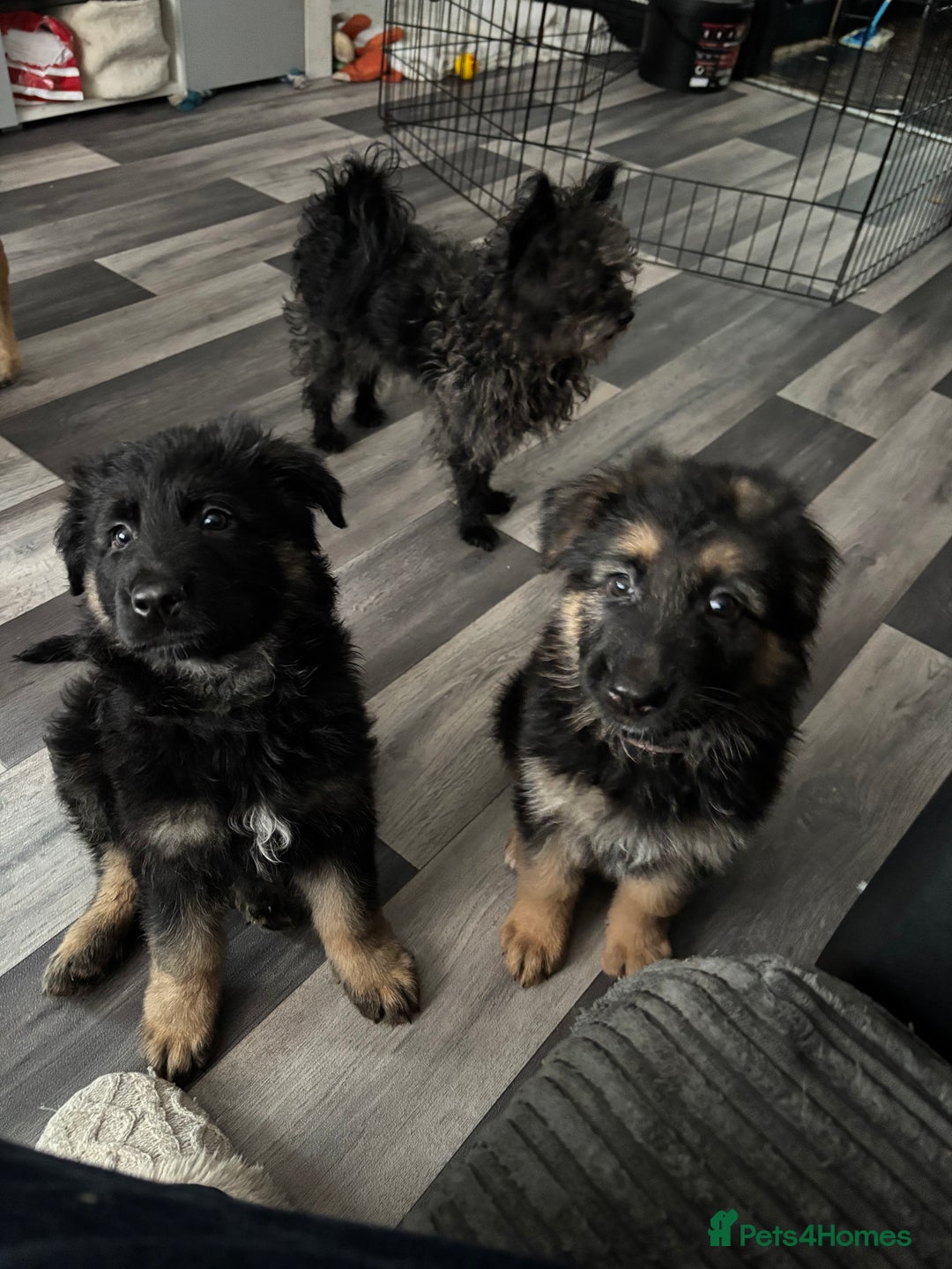 German Shepherd dogs for sale: Beautiful black/tan German shepherd pups for sale  - Image 19