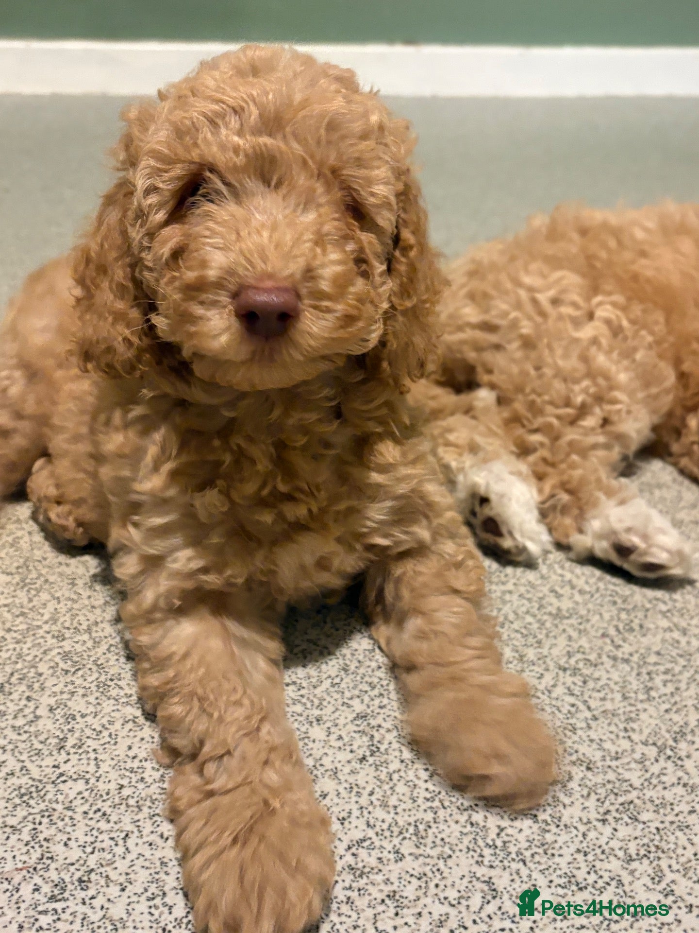 Miniature Poodle dogs Miniature poodles - Advert 1