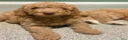 Miniature Poodle dogs for sale: Miniature poodles - Advert 1