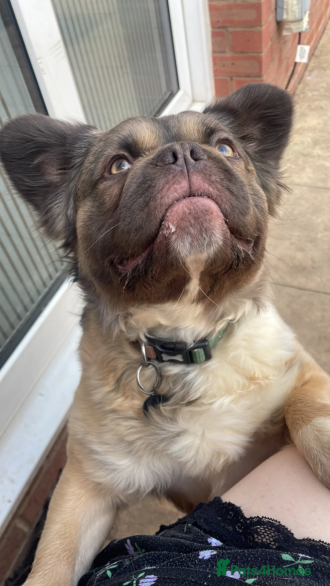 French Bulldog dogs for sale: Bear 🐻  - Advert 5