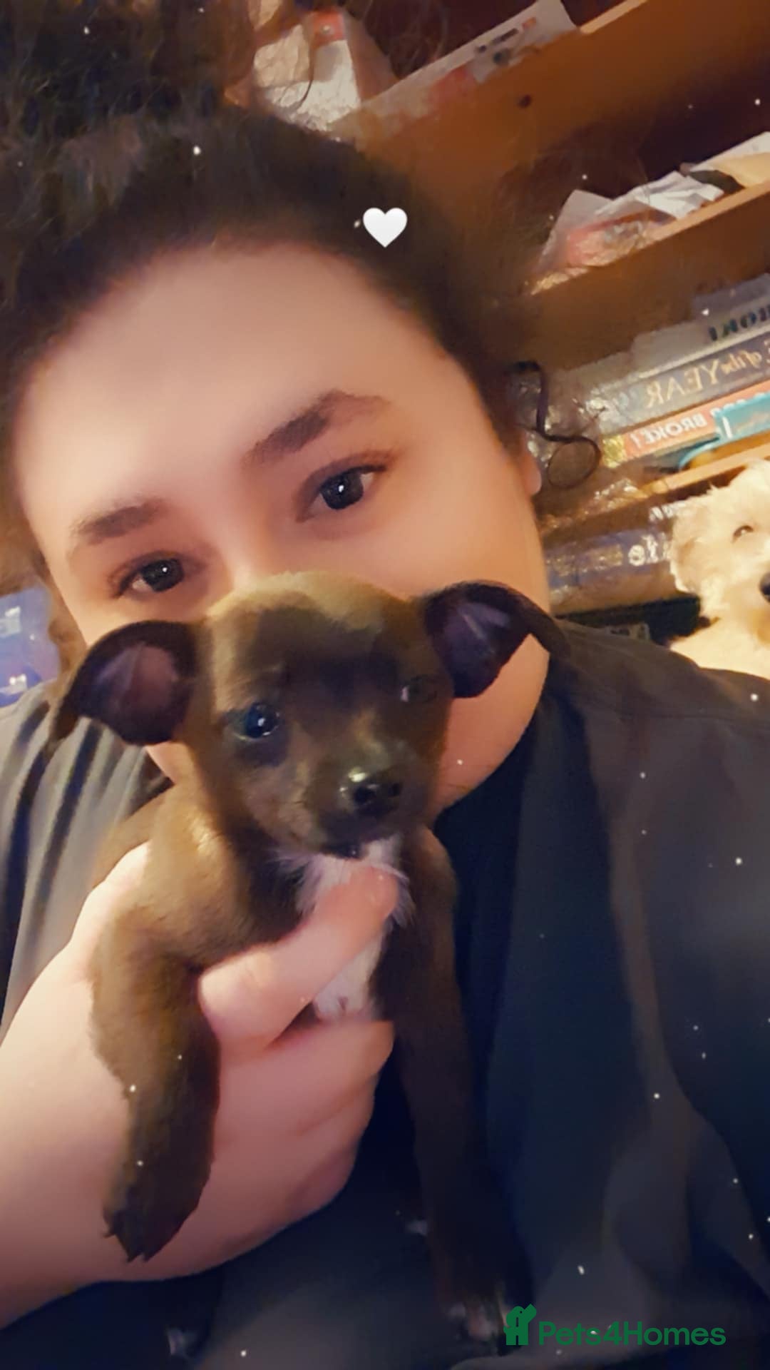 Mixed Breed dogs for sale: 3 beautiful mixed breed puppies  in High Wycombe - Image 20