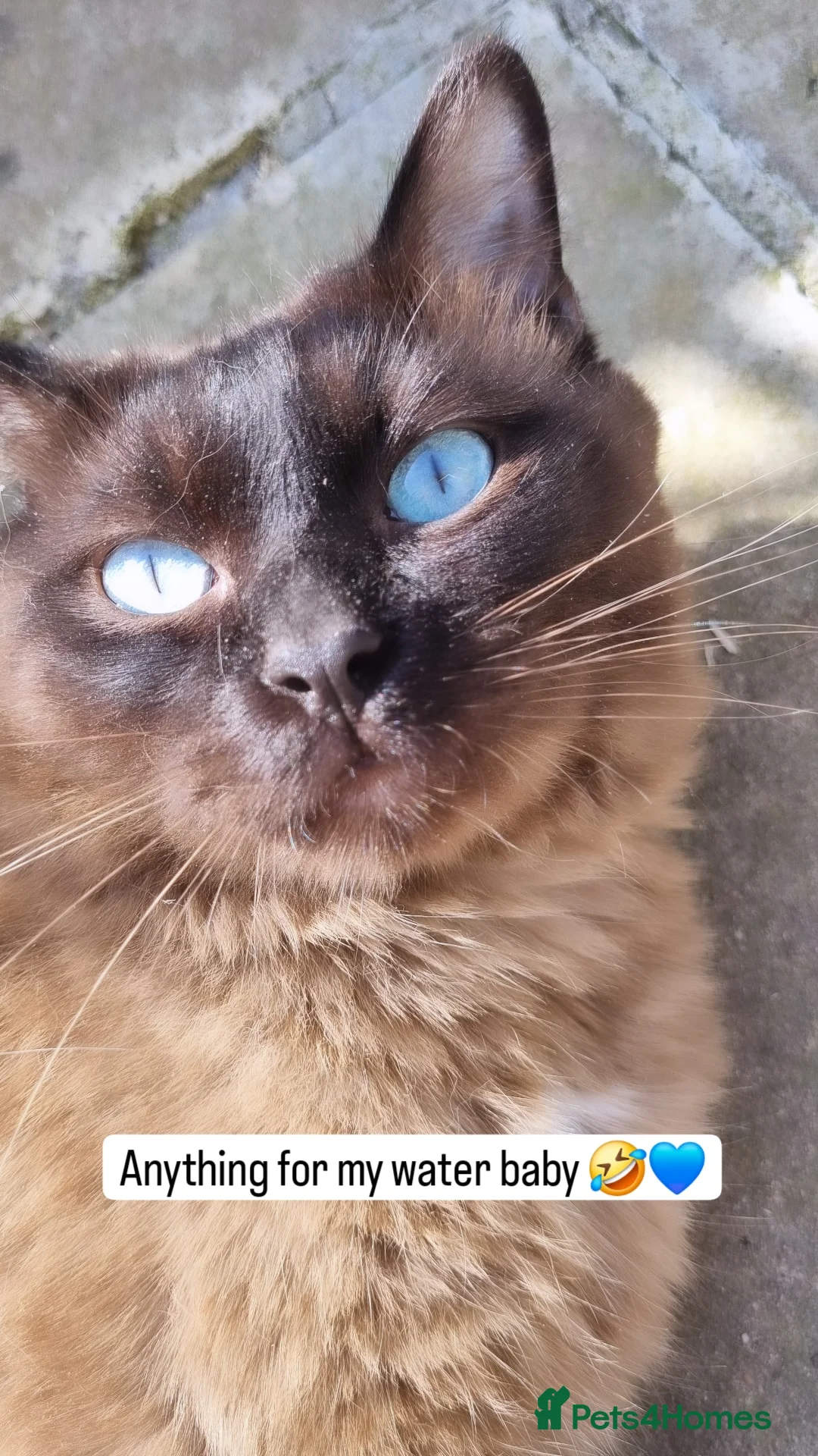 Ragdoll cats for stud: Ragdoll Seal Sepia Stud Genetically Tested 🐾 in London - Advert 16