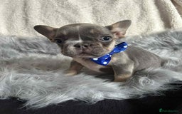 French Bulldog dogs for sale: KC Reg lilac & tan velvet French Bulldog - Image 4