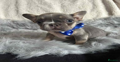 French Bulldog dogs - Advert 5