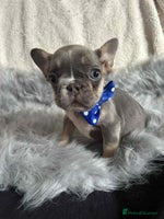 French Bulldog dogs - Advert 14