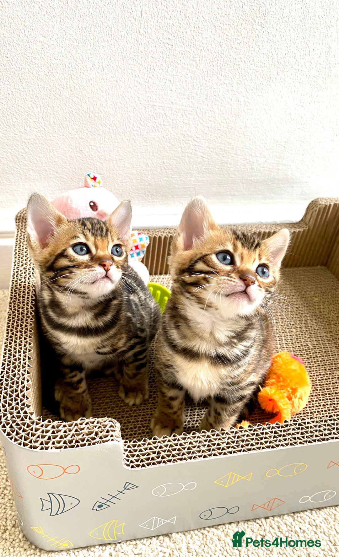 Bengal cats for sale: One Girl left .😻✨TICA registered  - Image 12