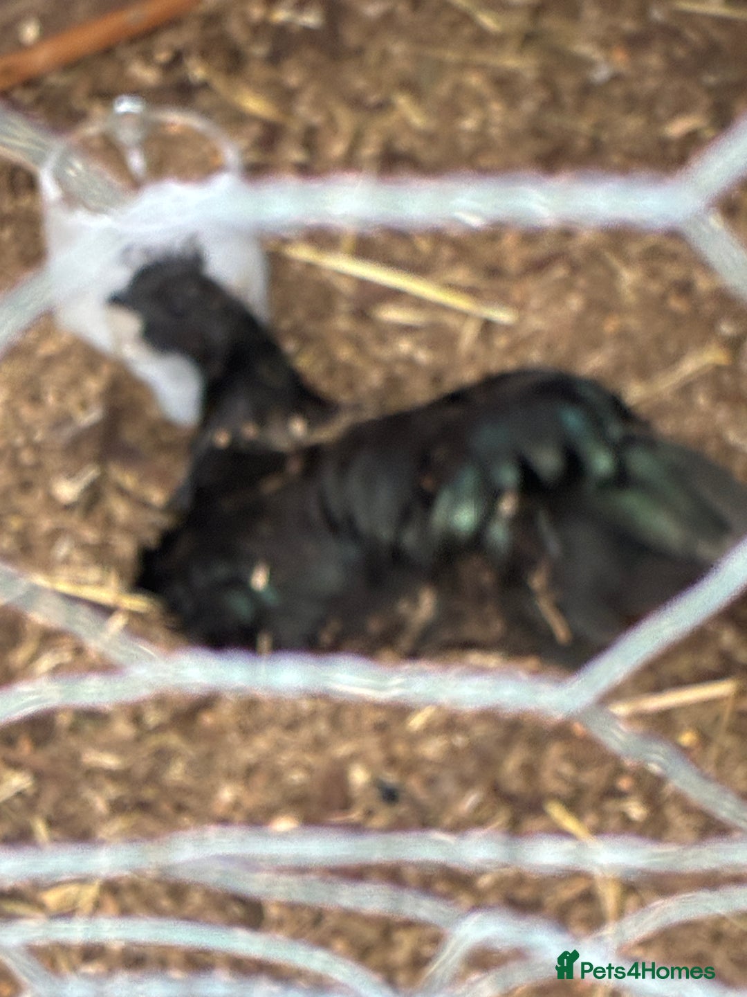 Chickens poultry for sale: Ayam Cemani Male Cockerel 6 month old  - Image 3