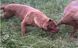 Dogue De Bordeaux dogs for sale: 4 Year Old Bitch  - Image 6