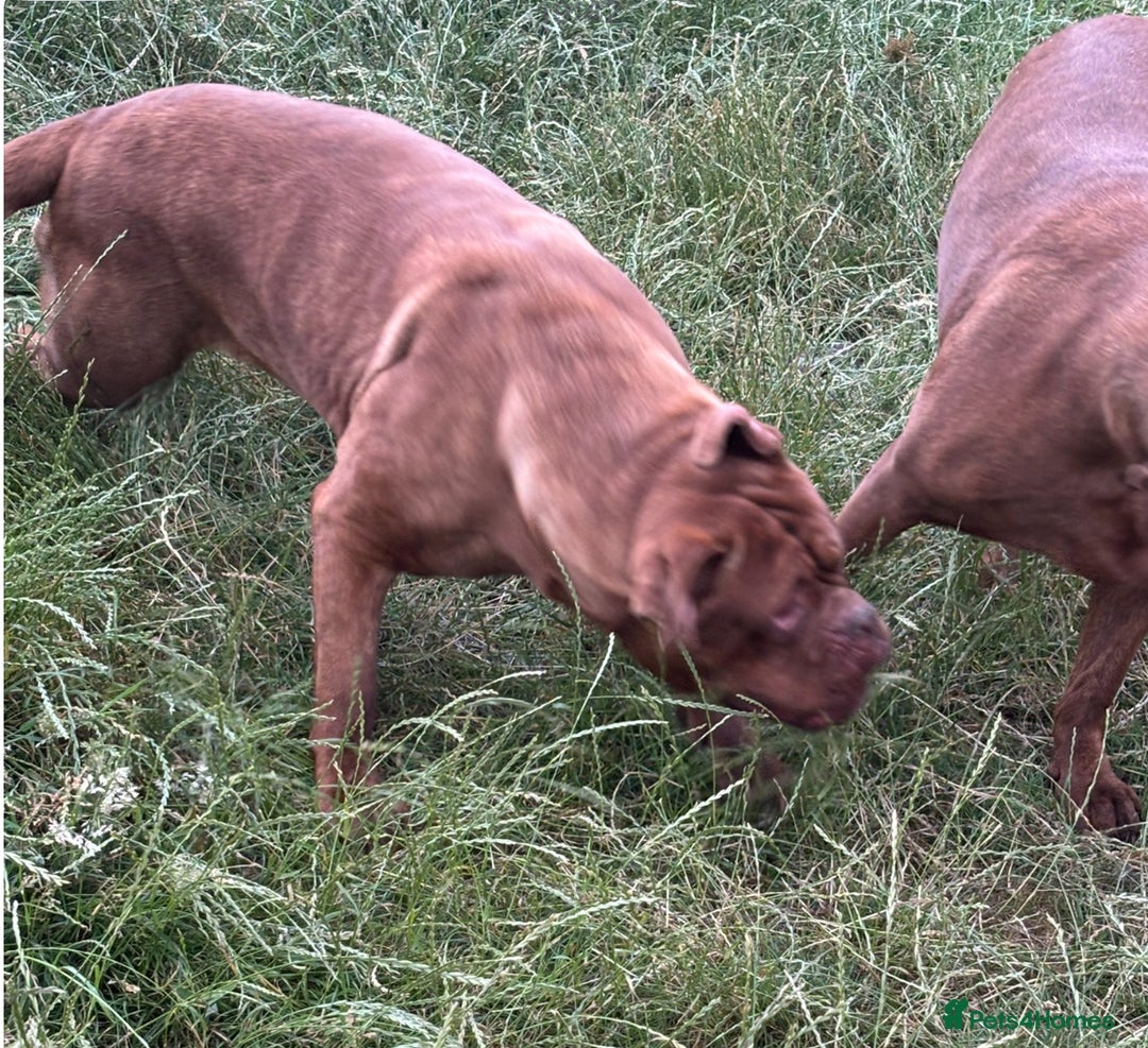 Dogue De Bordeaux dogs for sale: 4 Year Old Bitch  - Image 6
